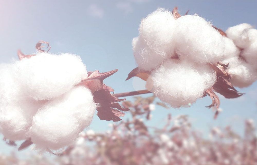 Egypt Cotton